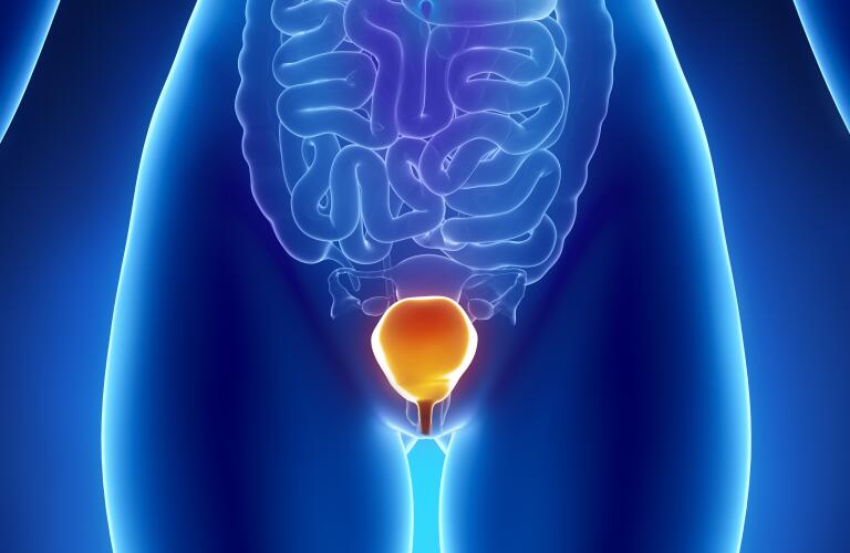 Female BLADDER anatomy anterior x-ray view