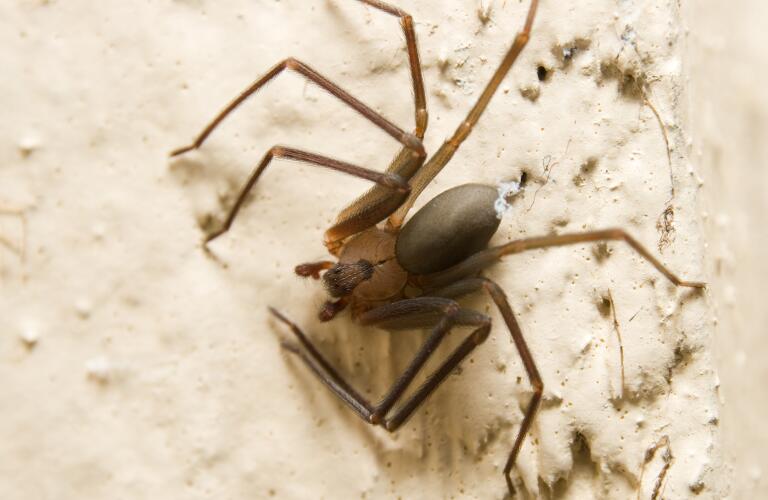 What Do Brown Recluse Spider Bites Look Like At First - Spider Bites Pictures To Identify Spiders And Their Bites : Brown recluse spider is tan to gray in color with slender tapering legs.
