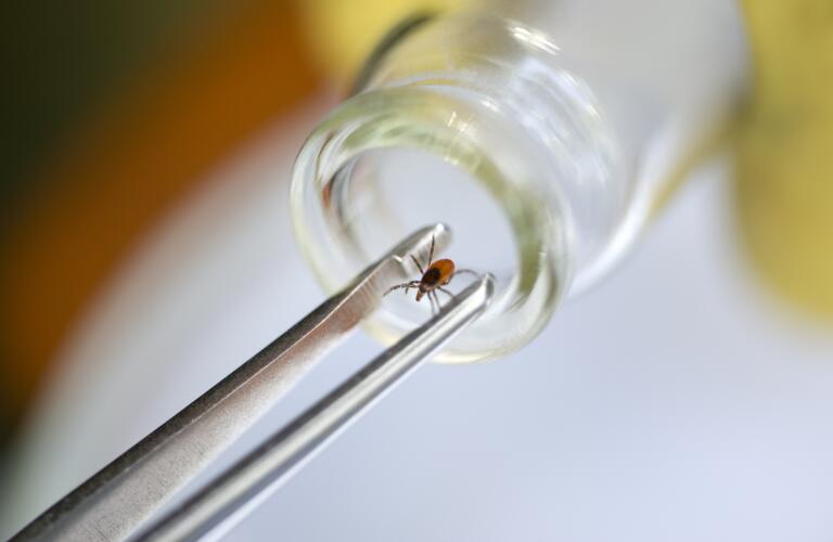 Tick in sample jar in research lab