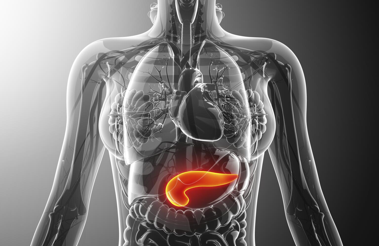 What does the pancreas do pancreas function location