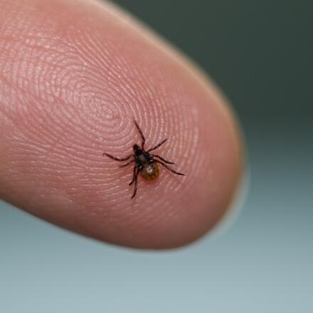 Best Lyme Disease Doctors In Santa Fe Nm Healthgrades