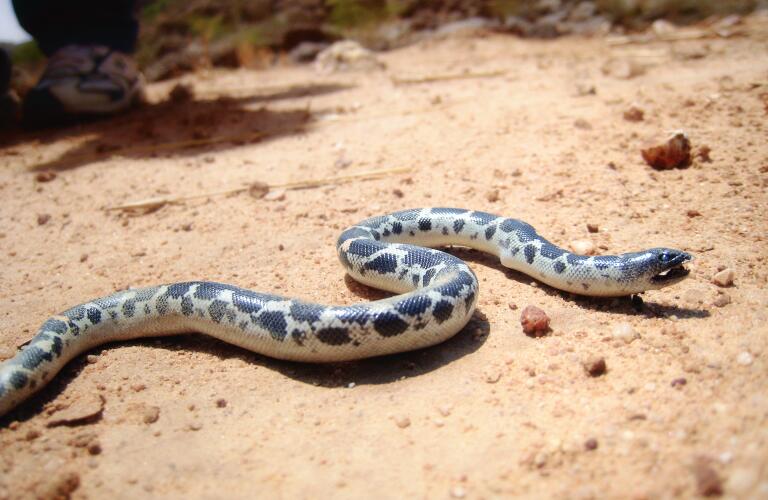 Snake in desert