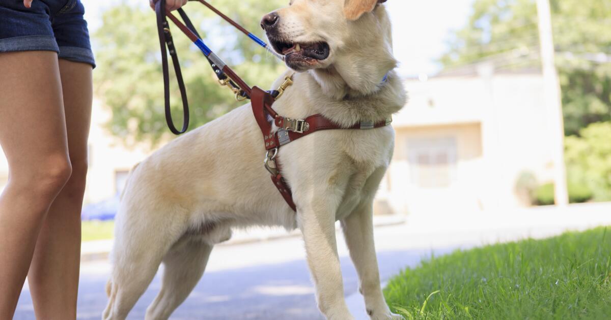 Asthma Service Dogs What Asthma Monitoring Service Dogs Do