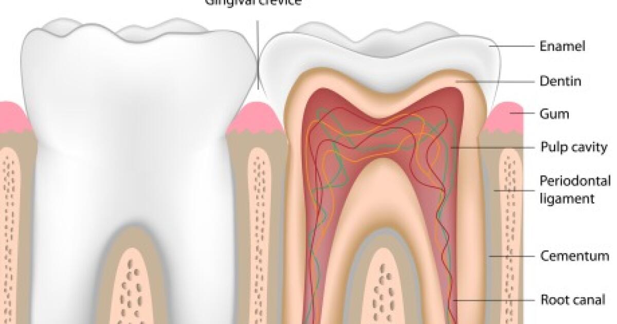 Root Canal Procedure Details Risks Recovery Root Canal Procedure Details Risks Recovery