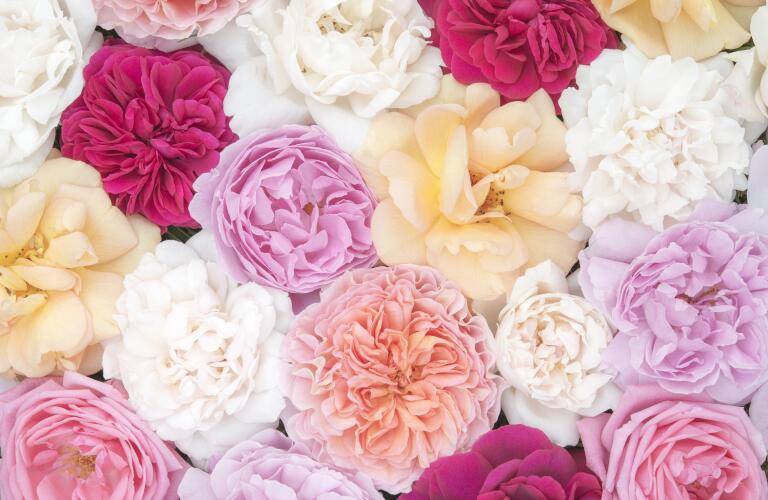 Beautiful June roses in soft pastel colours