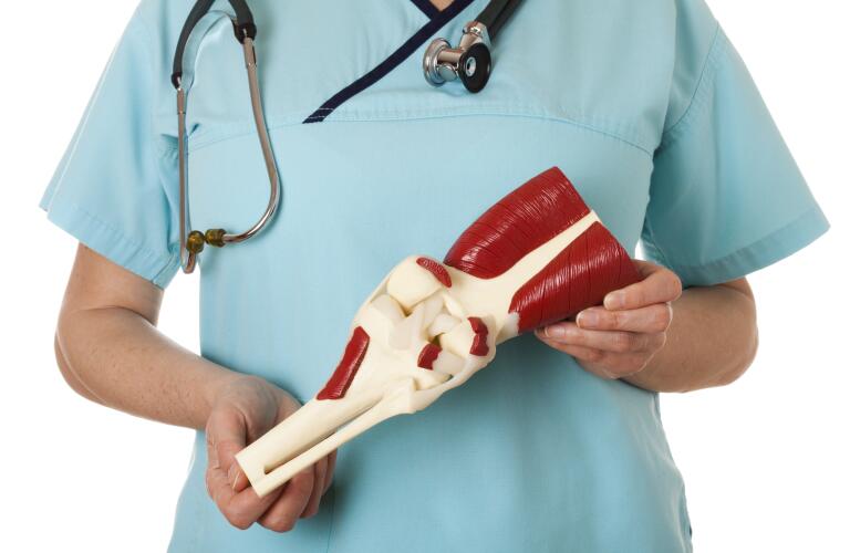 doctor-holding-up-model-of-knee