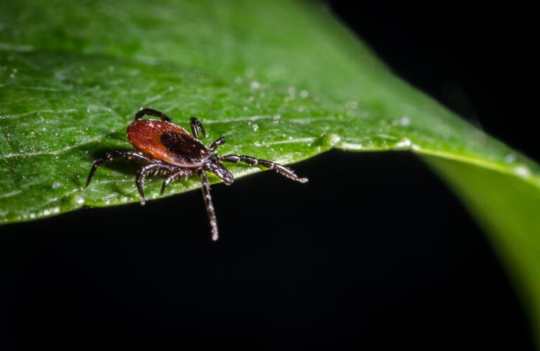 close-up of tick on green leaf