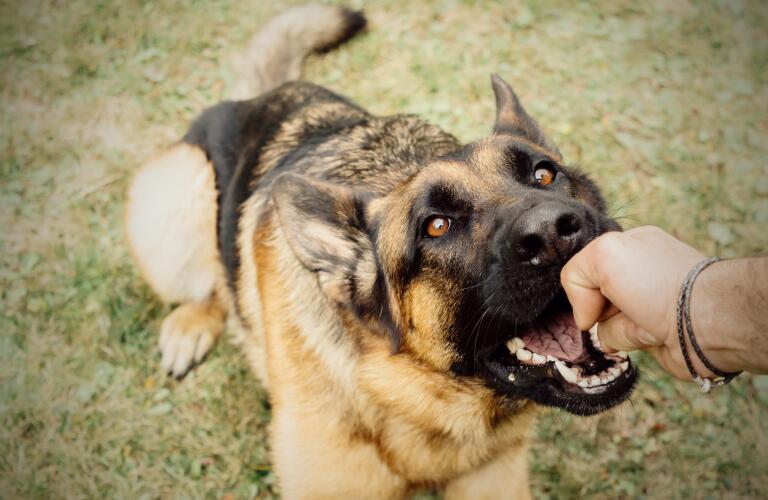 When To See A Doctor For Dog Bite Treatment Infection Risk