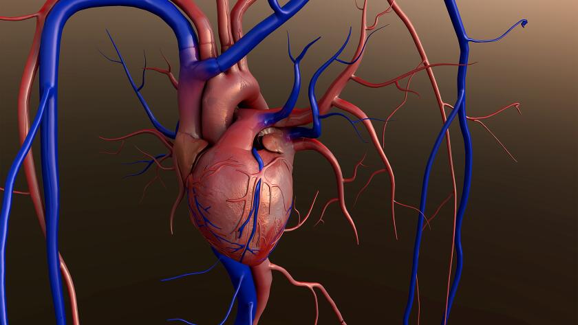 heart