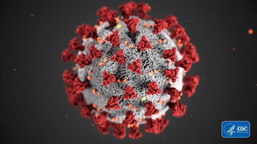 illustration of coronavirus, image credit Alissa Eckert and Dan Higgins from the Centers for Disease Control and Prevention