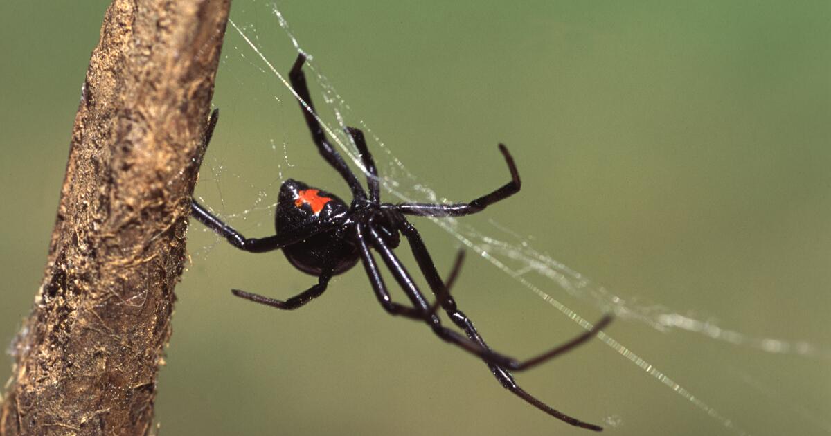 Spider Bites Brown Recluse Black Widow Symptoms Treatment