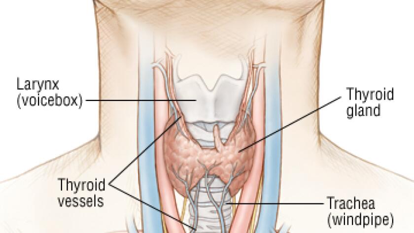 labeled glands, glands, throat, thyroid