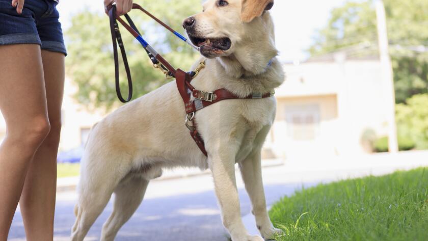 Service dog helping a woman with visual impairment at a curb