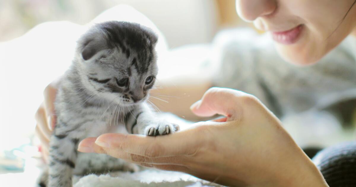 Cat Scratch Disease Symptoms Causes Treatments