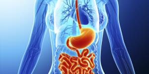 Digestive System Facts | Fascinating Facts About Your Digestive System