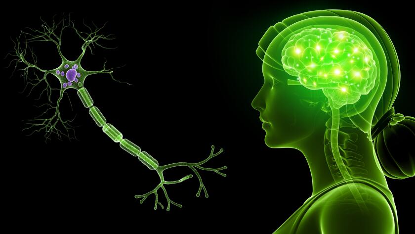brain and nerve cell illustration