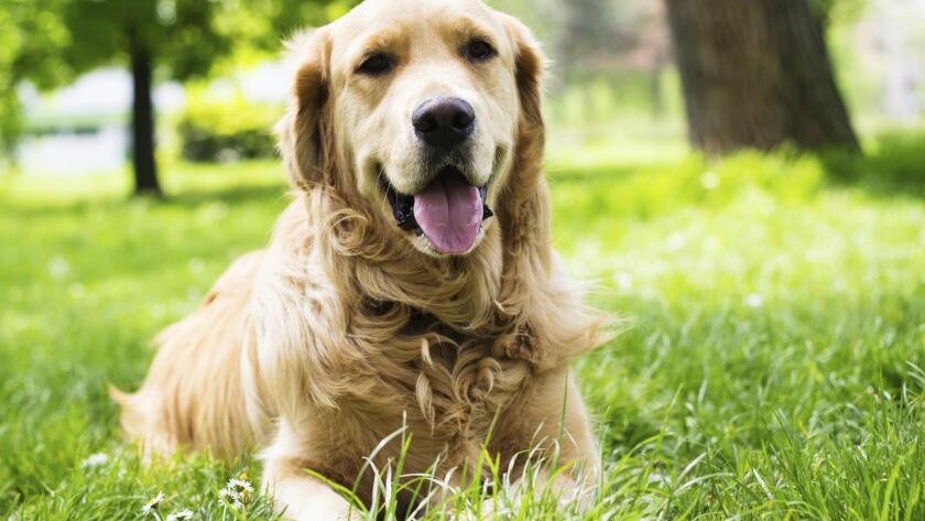 Portrait of beautiful Golden Retriever