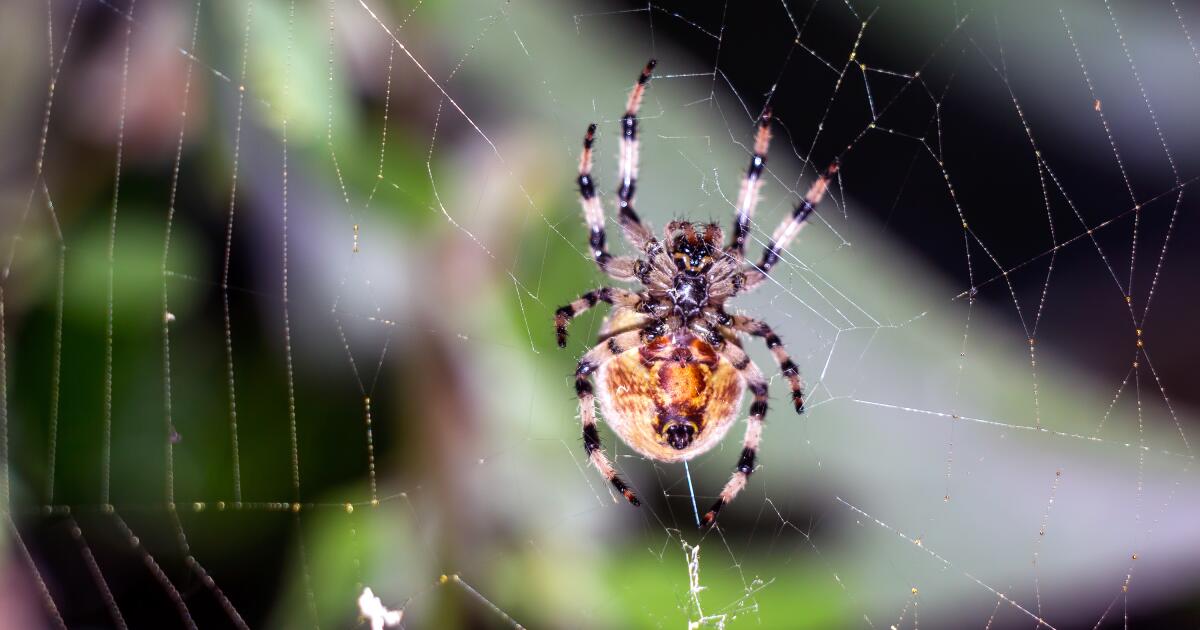 When To See A Doctor For Spider Bite Symptoms Treatment