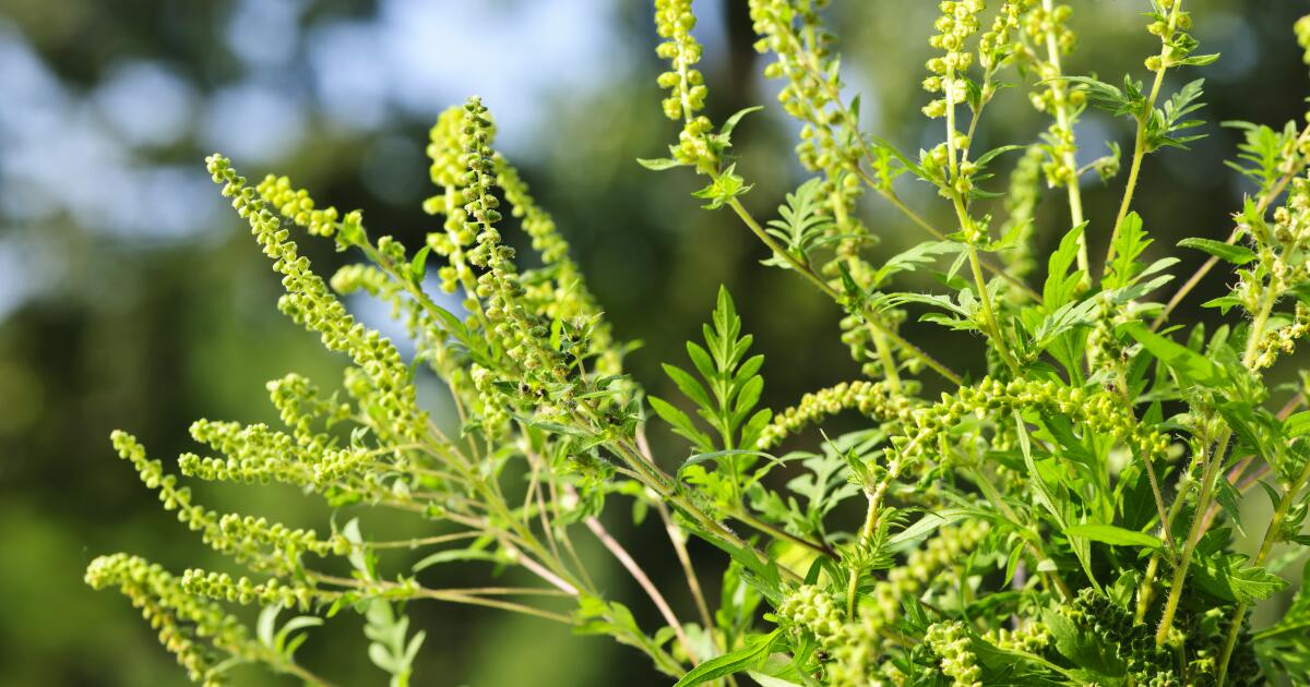 12 Tips For Avoiding Pollen