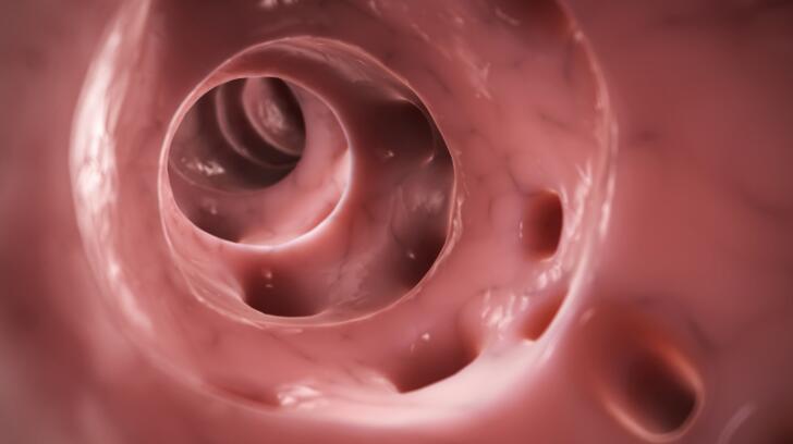 Image interne des intestins