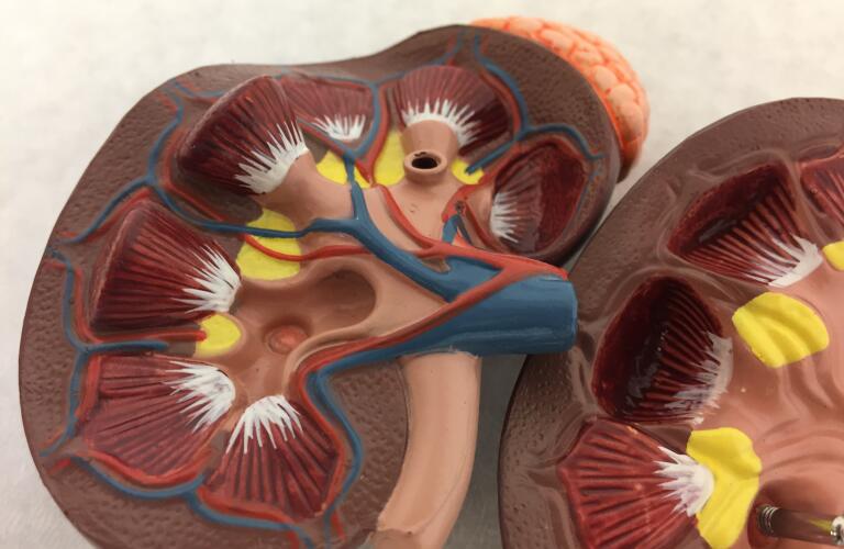 Kidney Transplant Procedure Details