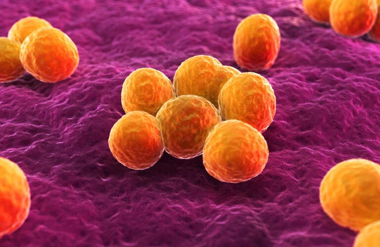 MRSA bacteria