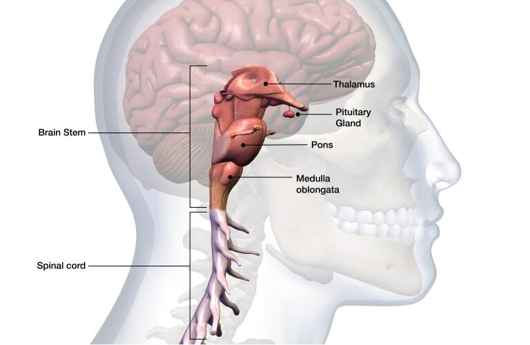 Pituitary Gland 