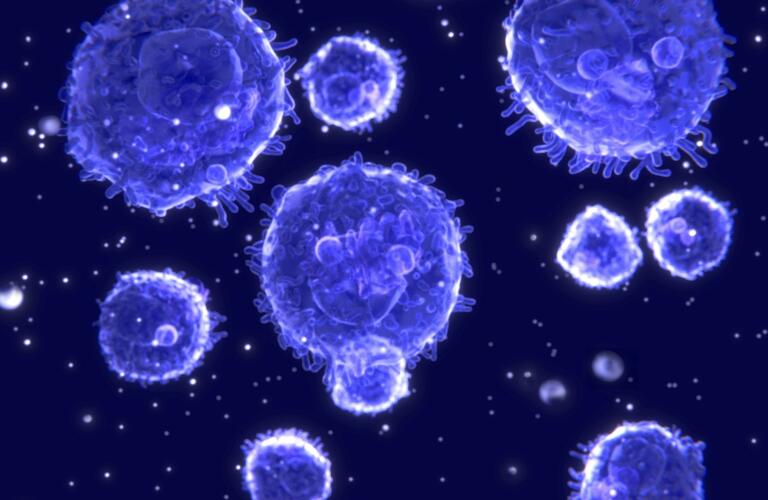 lymphocytes