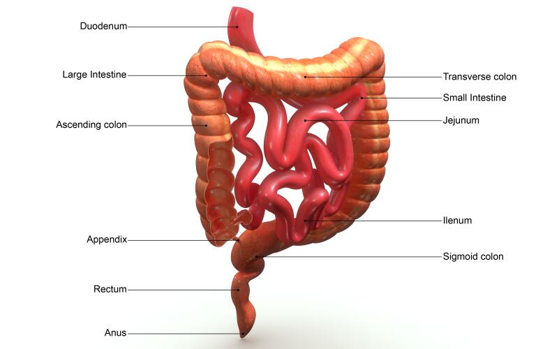 large intestines illustration