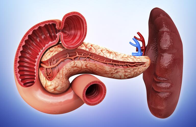 image-of-spleen