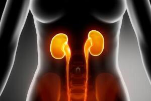 Anatomy of Female Kidneys and Bladder