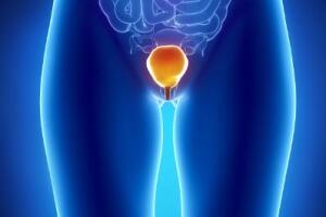 bladder