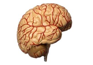 Personal brain software Personal brain software