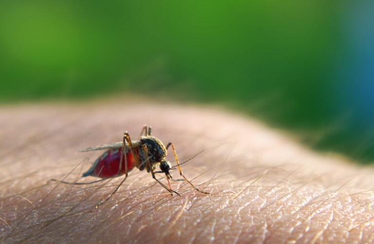 mosquito-on-arm