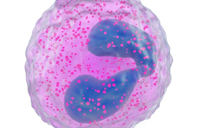 illustration of eosinophil