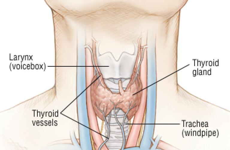 labeled glands, glands, throat, thyroid