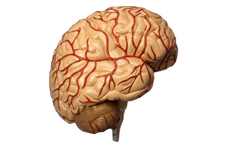 Model of Human Brain