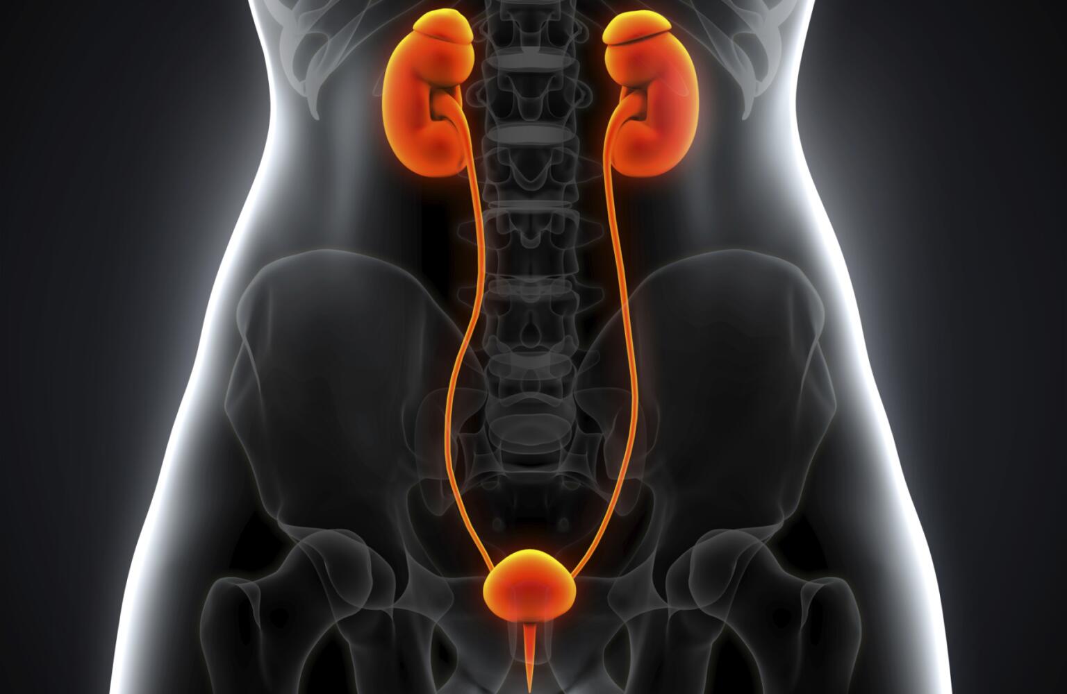 How Your Kidneys Work And What They Do