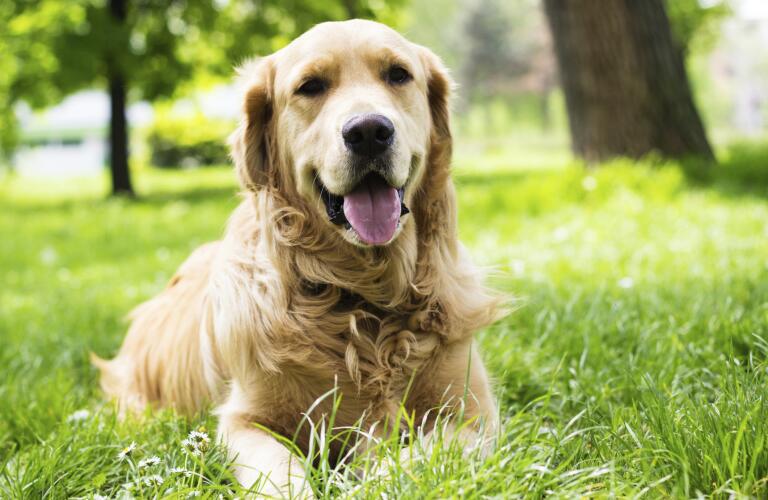 Portrait of beautiful Golden Retriever