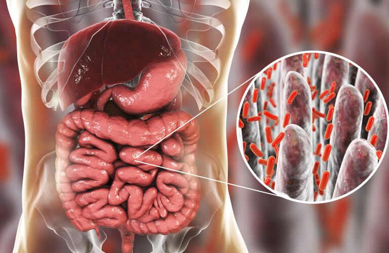 Computer illustration of the human digestive system, showing liver, stomach and intestines, with a close-up view of bacteria found in the intestines