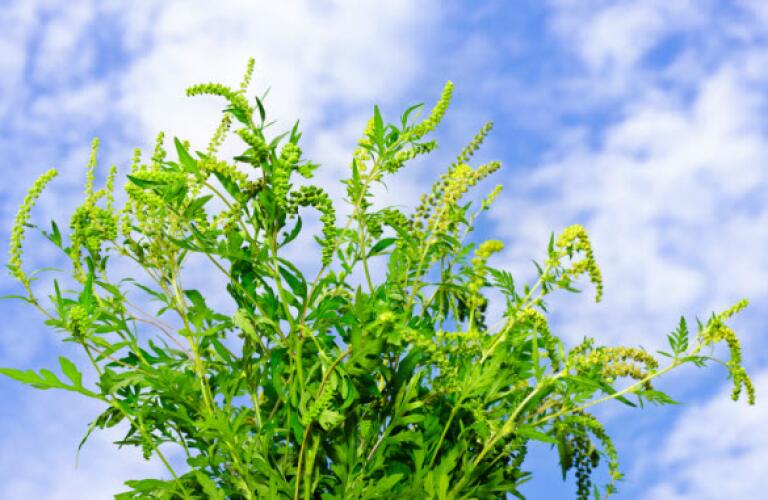 ragweed