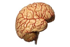 Model of Human Brain